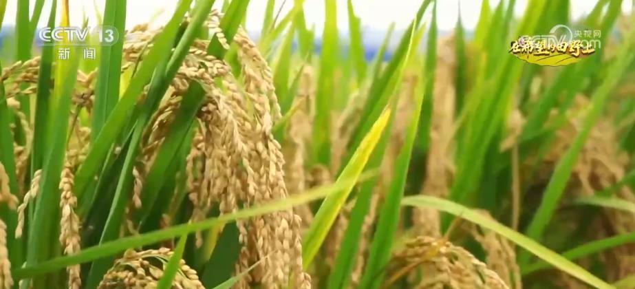 白菜网注册免费送体验金